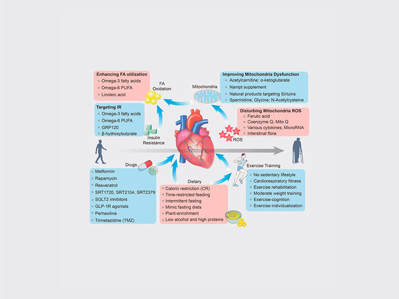 El Envejecimiento Cardiaco